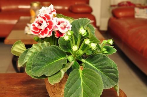 这几种类型的花草,最好不要从网上买,很难养活