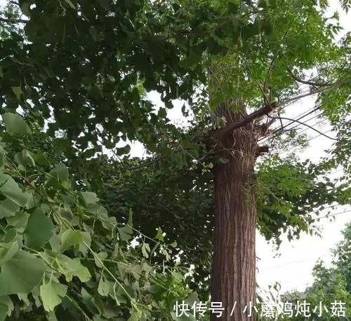 苦楝树|农村苦楝树果实有毒,儿时用来做弹珠,殊不知它有很好的药用价值