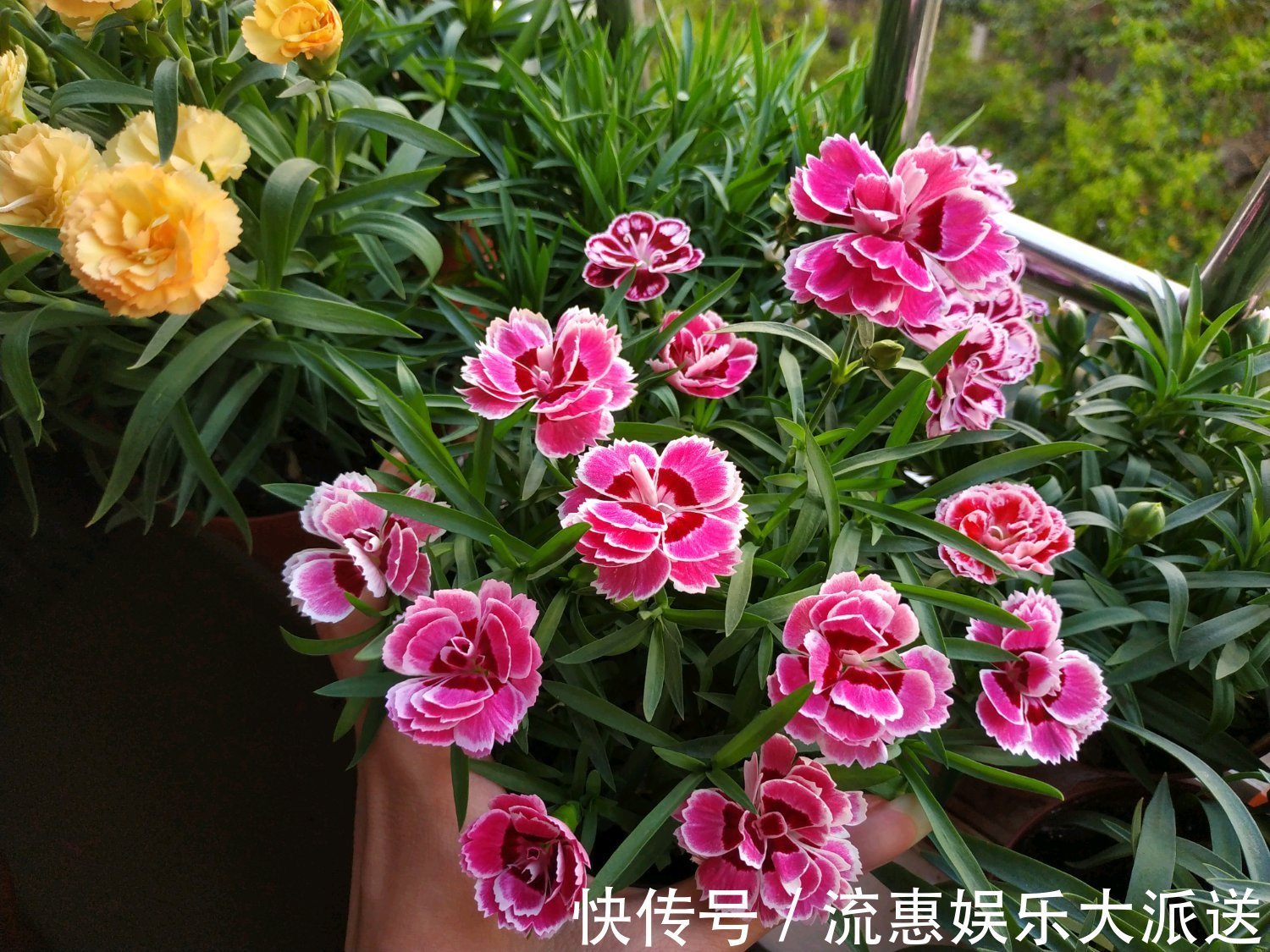 植物|花期超长的植物，开花几个月，花色漂亮，香气四溢，还可阳台盆栽