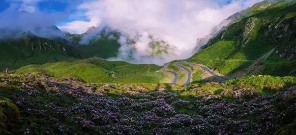 错那县|再见山南杜鹃花丨一生必去的绝美秘境!