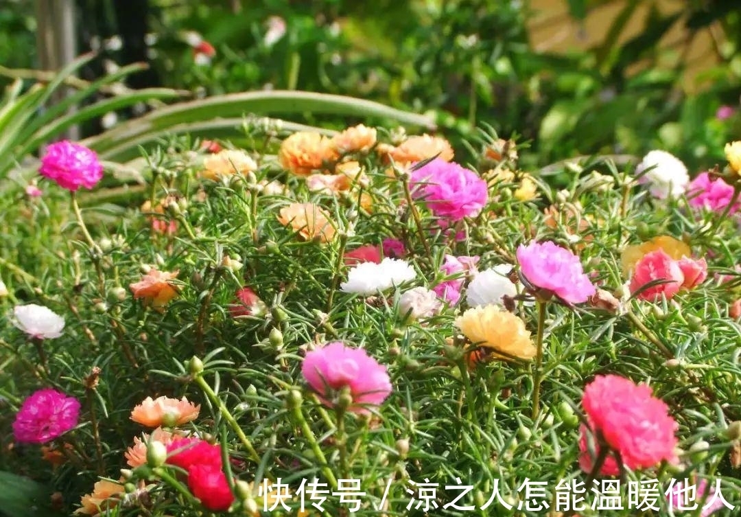 花苞|养的花一直不开花,主要是这6点做好,赶紧学起来