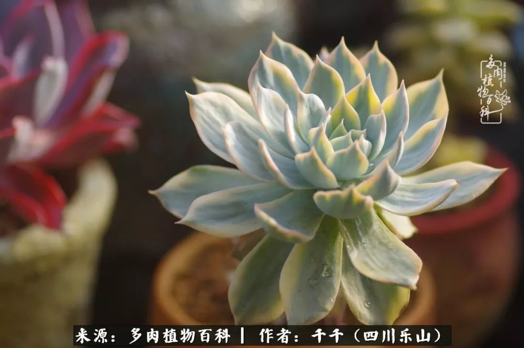 夏天日晒雨淋，秋老虎来势汹汹，你的多肉准备好逆袭了吗