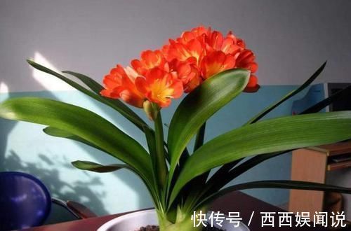 枯黄|君子兰叶片发黄怎么办?几招解决面子问题,叶片很快又大又绿