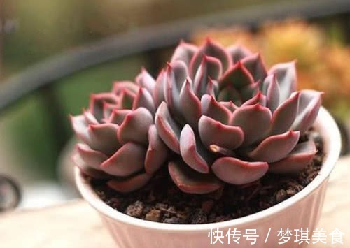 浇水|多肉猎户座怎么养更艳丽教你3个小妙招,养出最美的猎户座