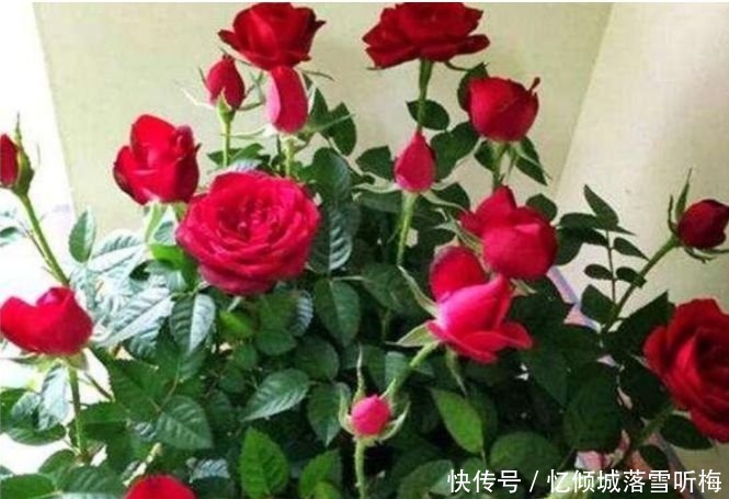 庭院|家里有庭院,最适合养3种花,开出的花朵鲜艳无比,非常的迷人