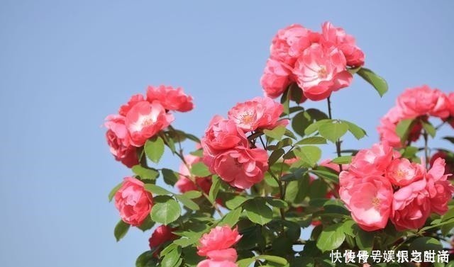 冠幅|想让月季冠幅快速变大，只要舍得，做好2点就行！