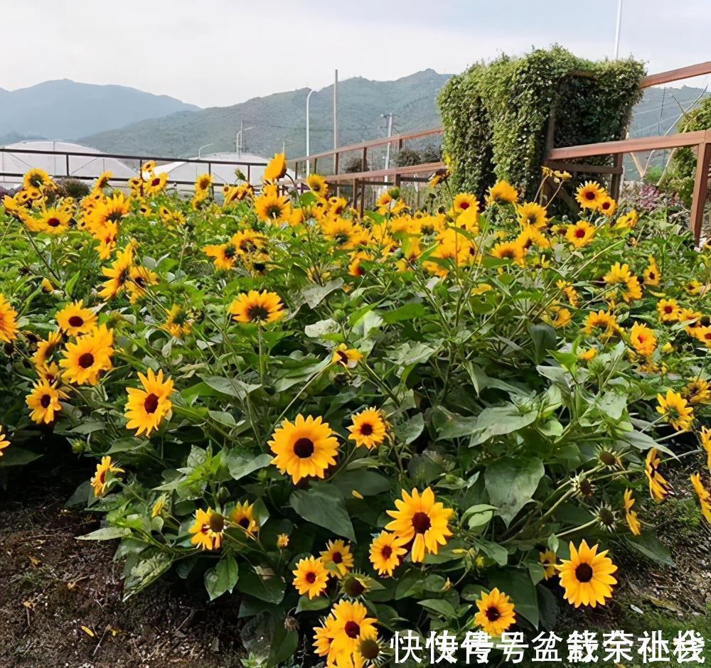 花量|9种漂亮花,热不死晒不怕,开花大半年,没有病虫害,38度成花海