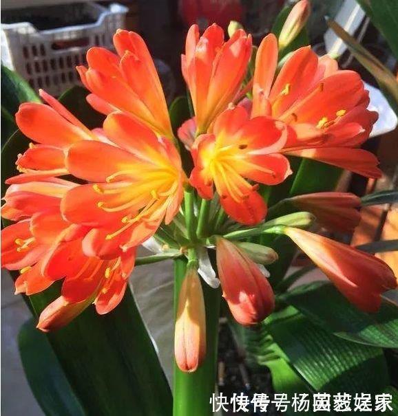 聪明人都养5种花,净化空气,越养越喜欢,又旺运