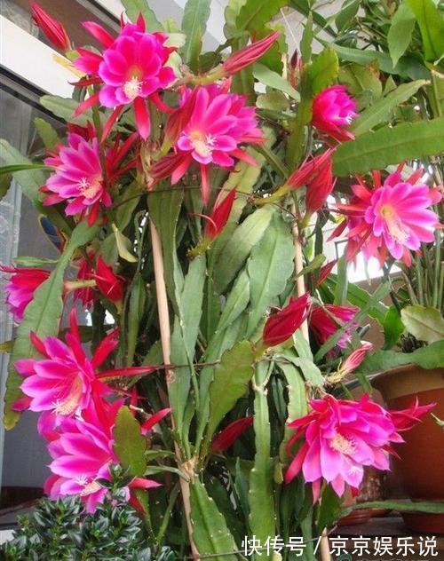 一盆仙人掌,开出大荷花,一盆开60朵,谁见谁爱它
