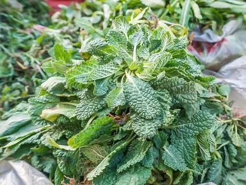 野草|满身长满疙瘩,过去用它煮鸡蛋吃,如今成极品野菜,15元一斤