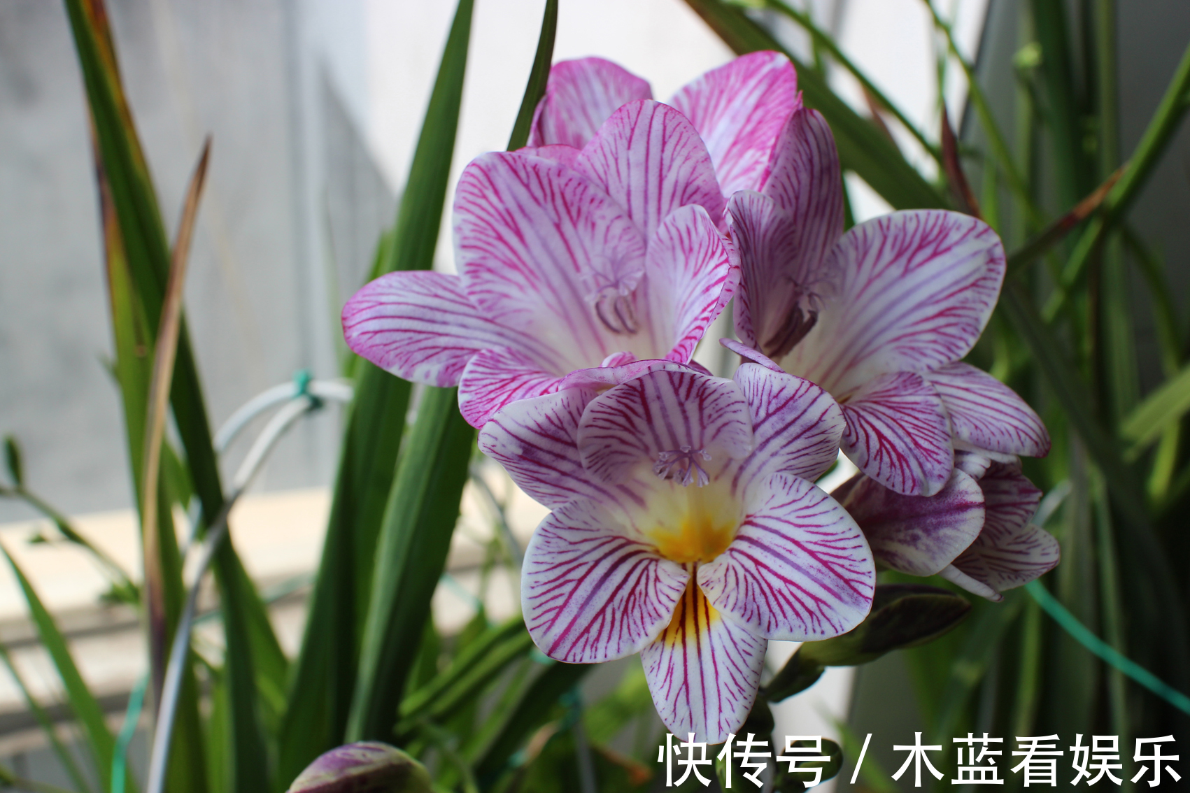 喜欢菊花 就养 珍奇名菊 绿安娜 绿色花朵上开白花 惊艳 粉紫色