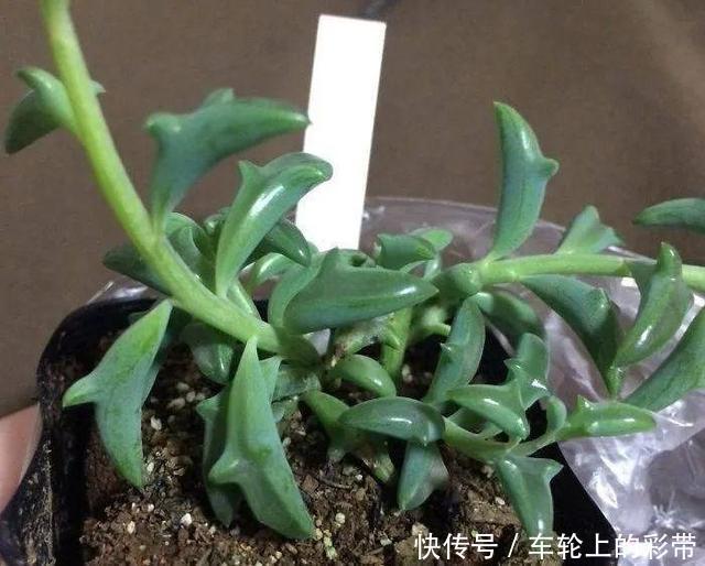 吊兰长满小金鱼,养上5年,越养越上瘾!