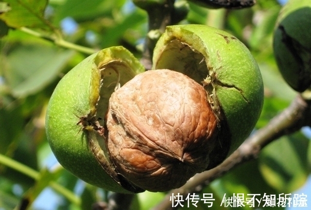 咳嗽|核桃仁和此物炒着吃，不咳嗽了，痰也没了，皮肤细腻又光滑！