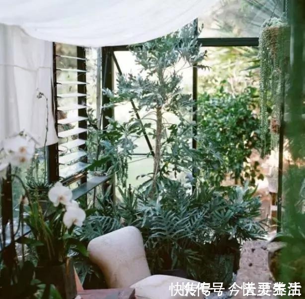 花园|阳台有了它们,立马变成小花房,看书品茶两不耽误!