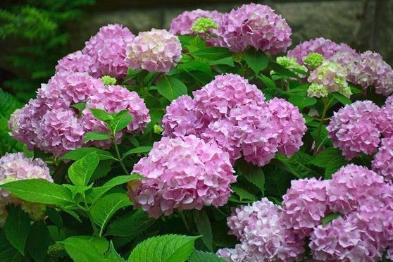 给花浇水时加点它，叶子油绿开花猛，比啥肥料都管用