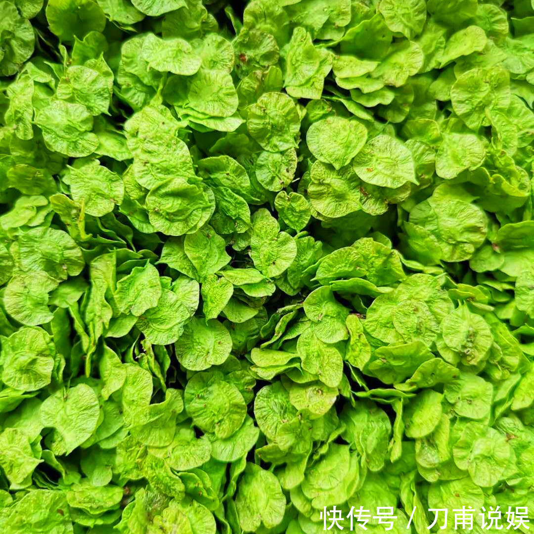 菠菜|春天唯一不含“草酸”的野菜，钙是菠菜3倍，正当季，不懂吃可惜