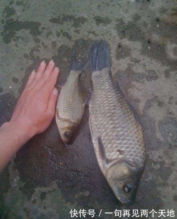 放生|国内一男子野外居然钓上百年大鲫鱼,带回家后大的让人看傻眼