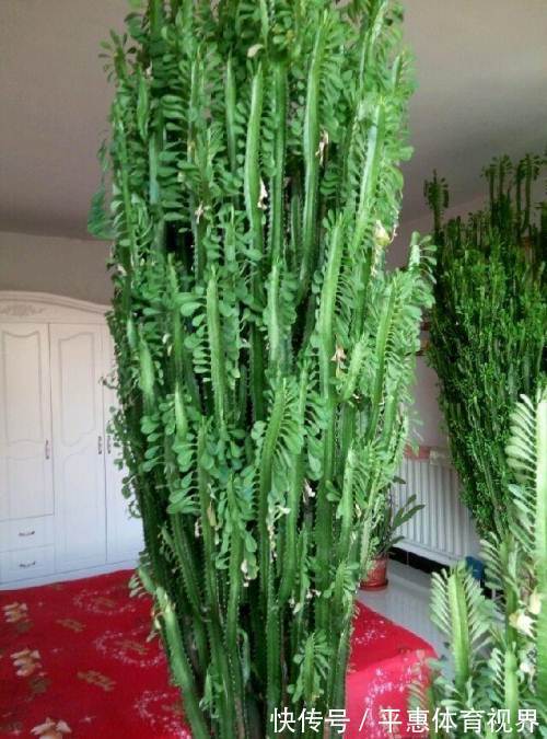 龙骨花|养花6年,4种花一直不舍得扔,现在越看越大气