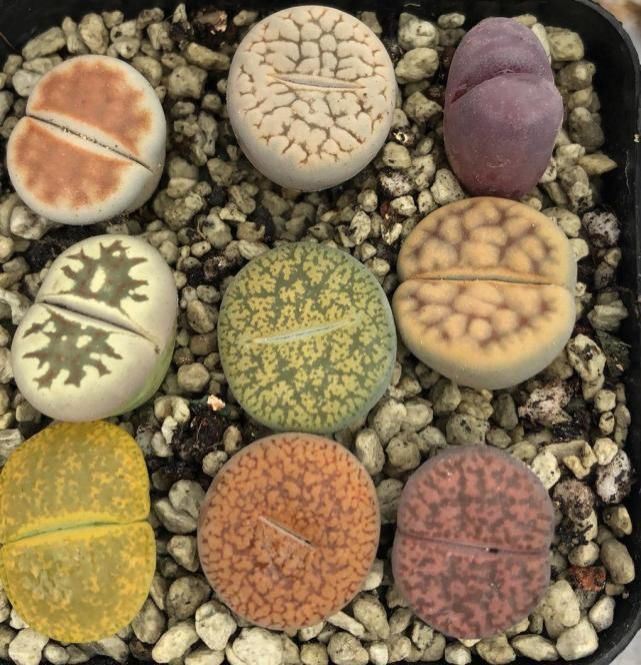 兰花|盘点十种样子最为奇特，最“个性”的植物花朵！