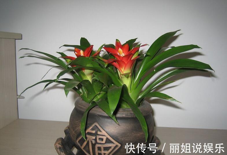 养花，四个不放，放置植物时应该有禁忌