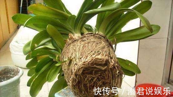 修剪|秋天换盆不修根不如不换,一把剪刀挥两下,长势疯狂压不住!