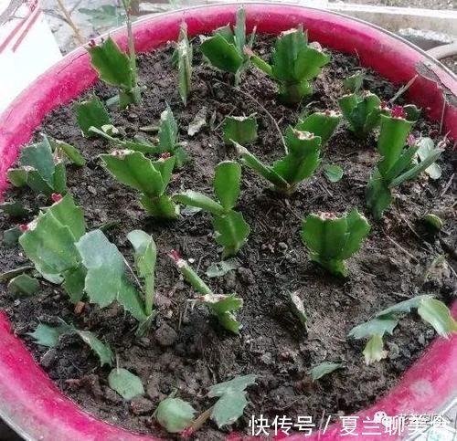 蟹爪兰的叶片突然变红，可不是好事，赶紧这么做，还会有花赏！