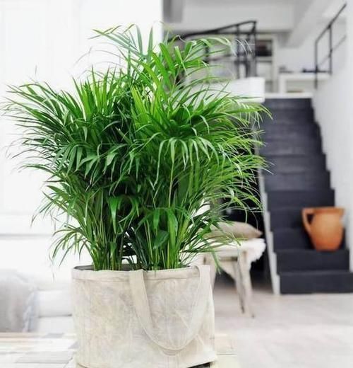 有害气体|客厅再小,也要养盆它,寓意好还养眼,一盆能养许多年