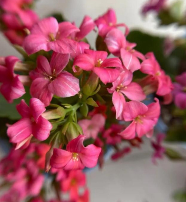 品种|75个长寿花品种，一个比一个美，一起来认识一下吧！