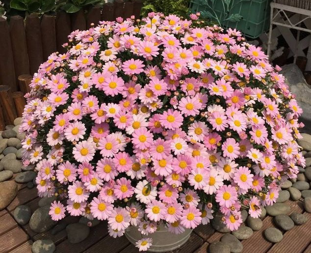 这5种花，吊起来养，开成花球，花多到看不到叶子！