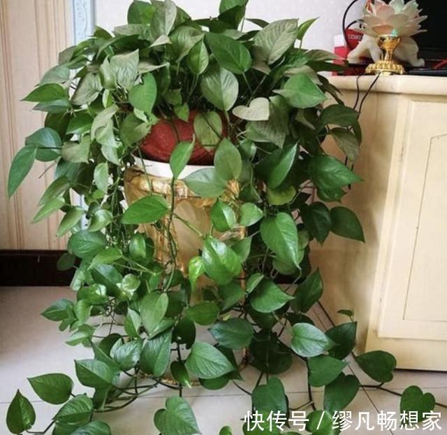 君子兰|虎皮兰、绿萝都喜欢“它”,花盆里“垫1块”,29天爆盆,旺盛!