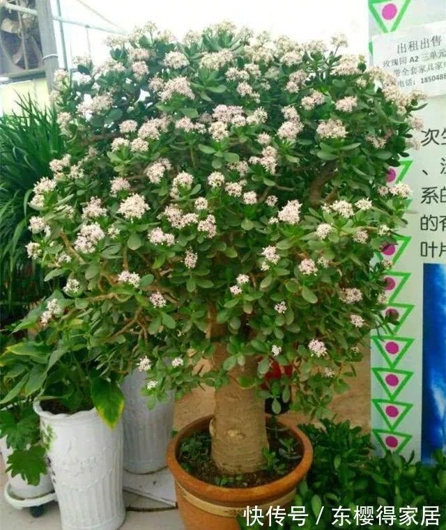 小苗|养了一棵花，爆了“一窝崽”，漂亮又好养，就是不值钱