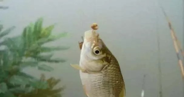 钓了30年鱼，才知道鲫鱼饵根本不用买，据说比蚯蚓还好用...