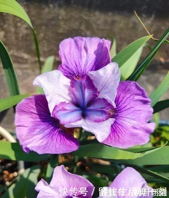 伞竹|4种花“嗜水如命”,一刻也不能断水,缺了就蔫,看看你家有吗!