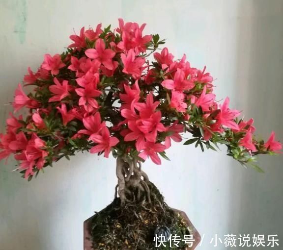养花不能用大盆,这5种花挤在小盆里,才能长成精品
