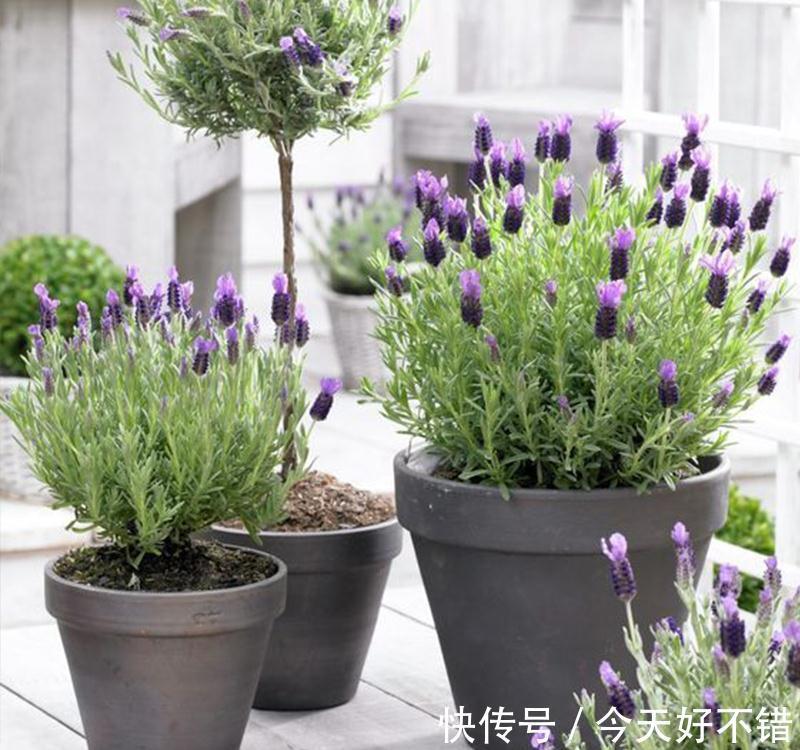 柠檬树|卧室不要乱养花,4种“催眠花”,净化夜间空气,一觉睡到大天亮