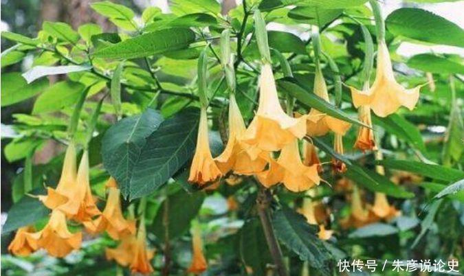 养花试试此几款，花量超大的，天气越热，开花越美