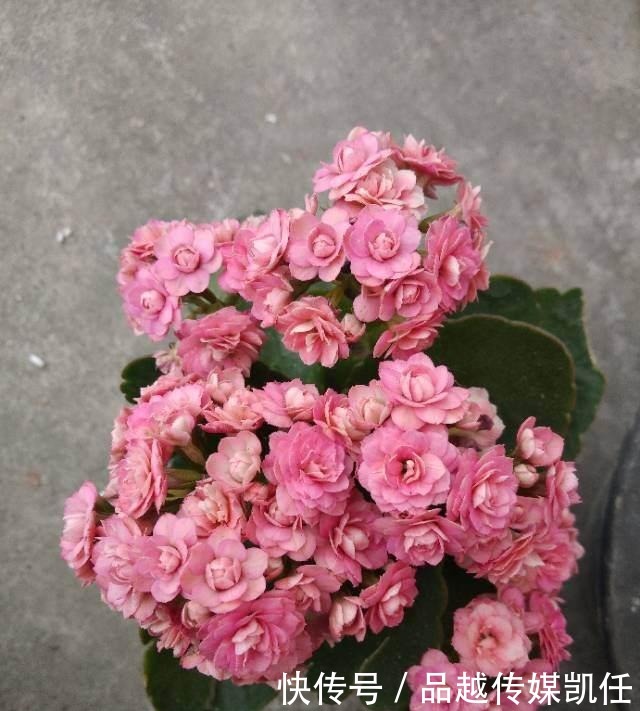 小平头|长寿花剪一刀,理个小平头,株型矮壮开花多