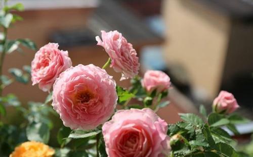 植株|4种微型月季,植株矮小花量大,专为阳台而生,值得拥有!