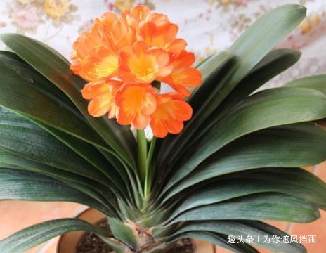 家养君子兰总是难开花养花高手教你轻松养到花开爆满盆