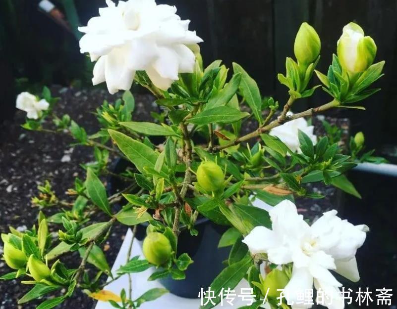 花芽|8月盆栽栀子花,4点打理到位,植株呼呼往外冒花苞