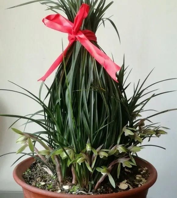 一棵长寿的花,124个花箭,开花,锅盖打开的方法