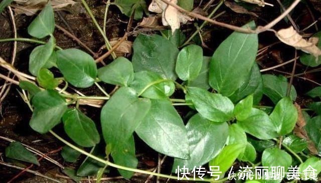 白毛鸡屎藤|闻着臭,吃着香,嫩用是菜,晒干是药,作用真不小,你或许见过