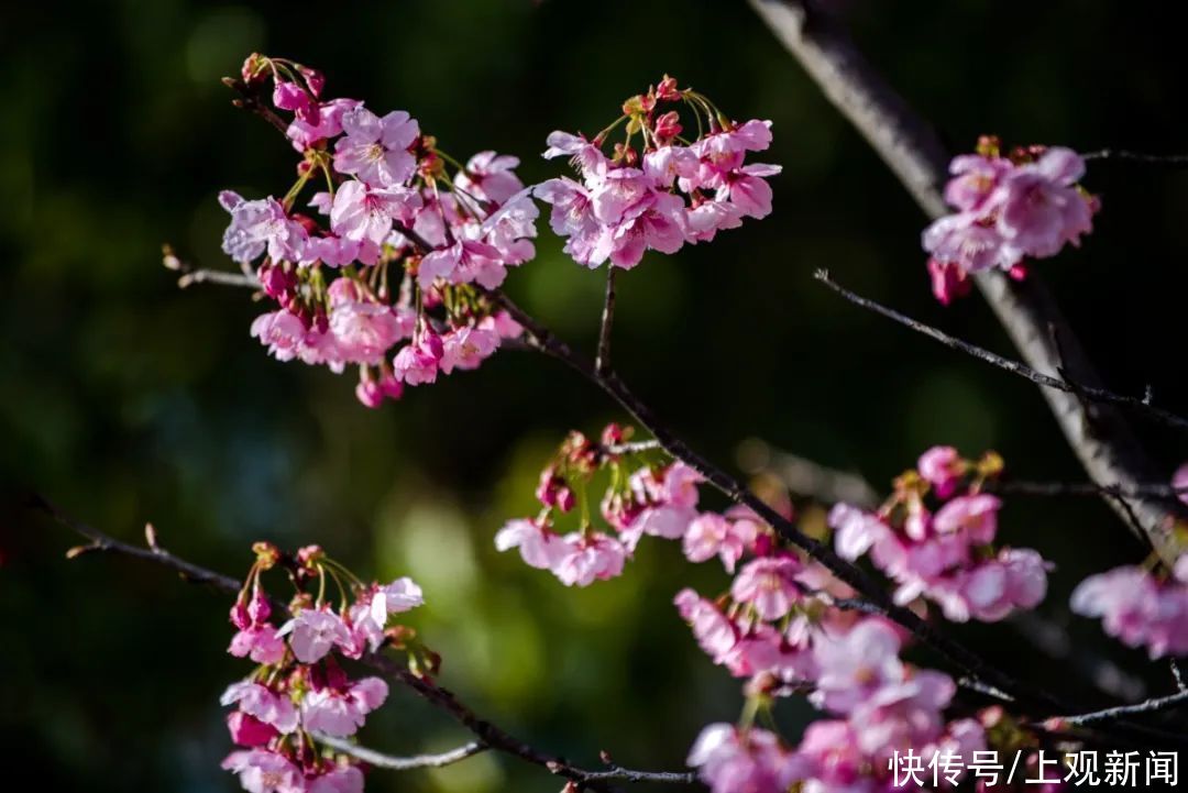 垂丝海棠正值花期，申城11座公园内齐盛放