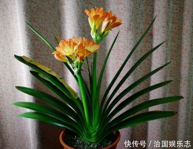 夏天|夏天给君子兰浇水有讲究,掌握几个技巧,不烂根,叶片绿