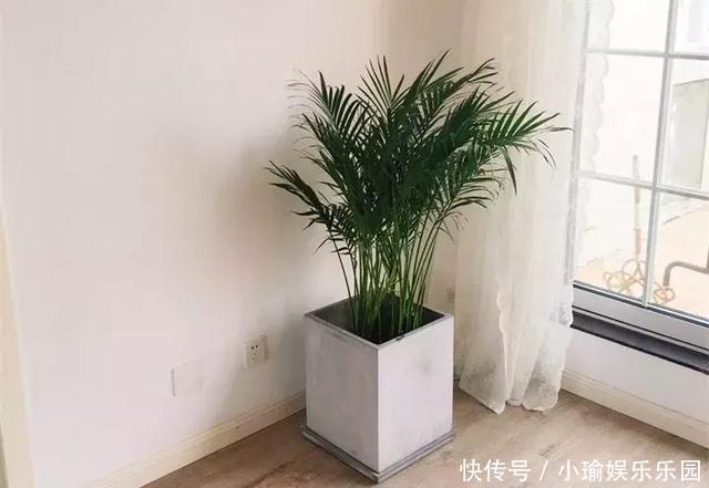 客厅养花,聪明人就选这6种,时尚大气,旺人旺宅!