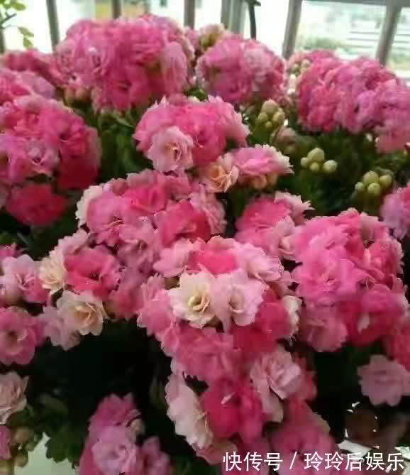 几种经典名花,颜值超高的,越养越喜欢,入手不后悔