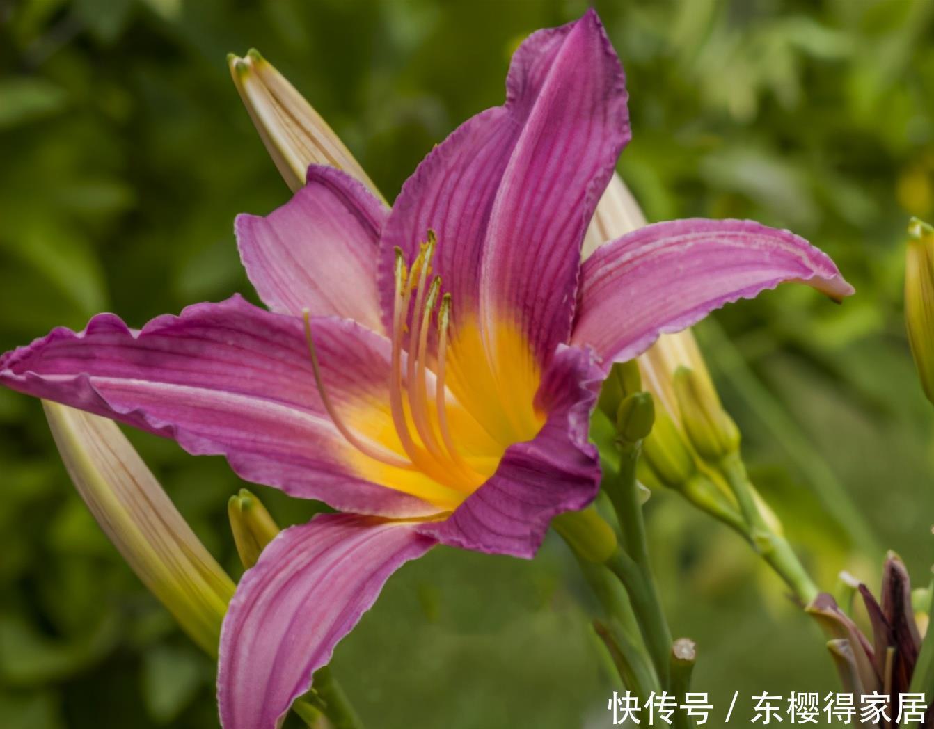  风雨|风雨兰冬季怎么养，可以让它安全过冬？做好这几点还能促进开花