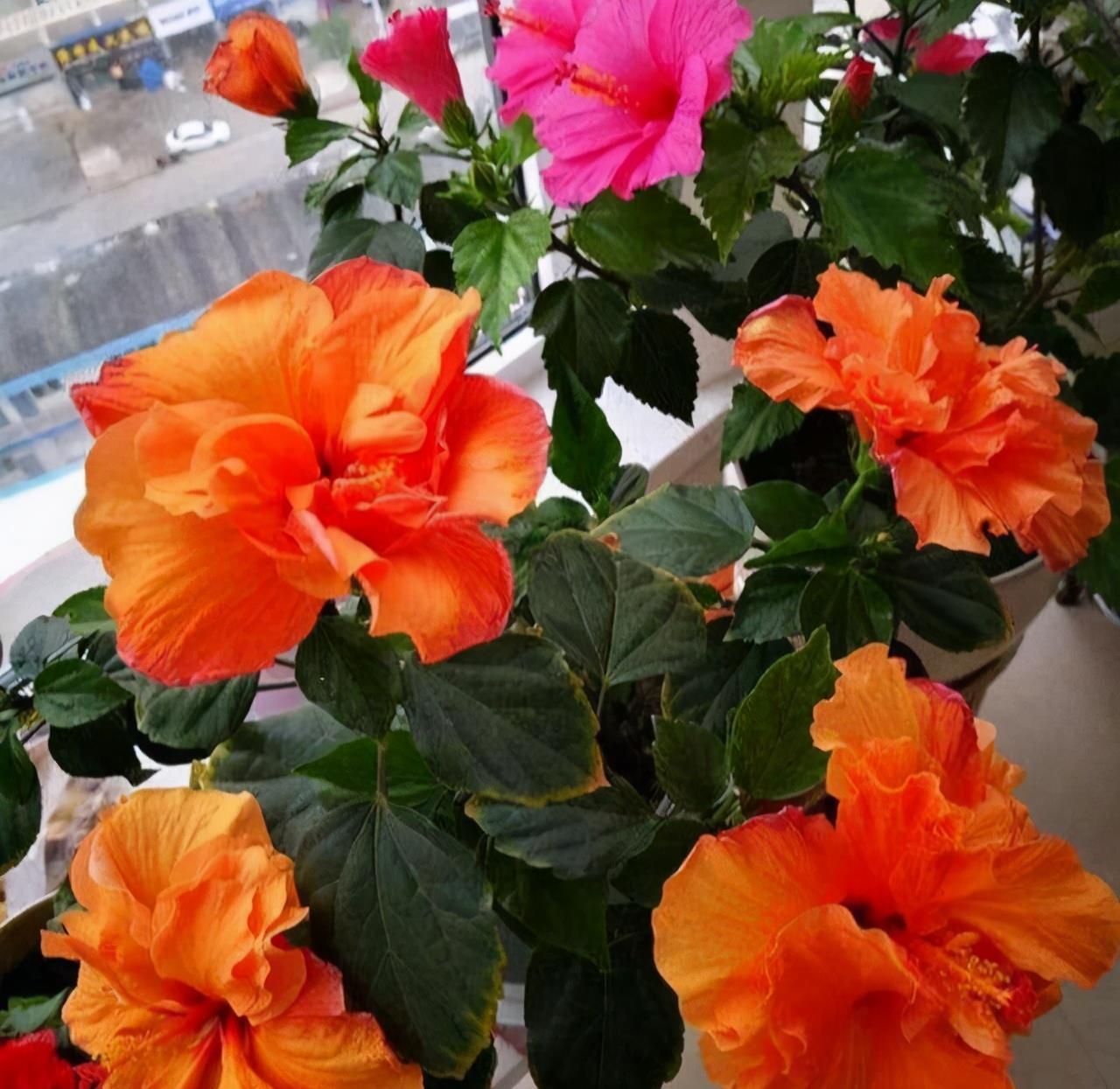 大水|3种漂亮花，都需要“大水，大肥，大太阳”，开花才会爆