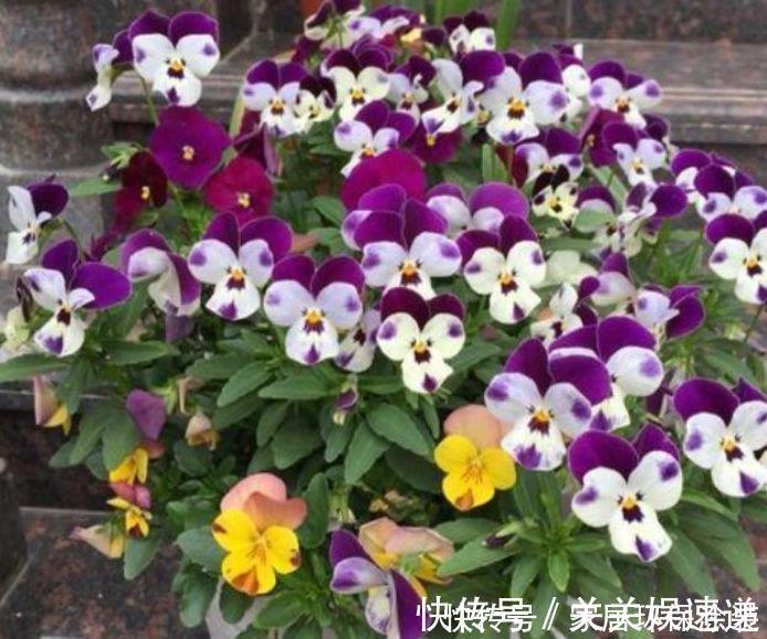 家里必养此款花卉，耐寒易打理，花美色艳，养在阳台极美了