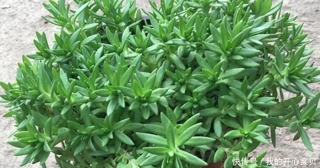 它是如此的珍贵,若长在你家路旁,赶紧移栽家中,小心被别人挖走